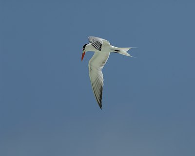 BUITEN BEELD Foto: 125055
