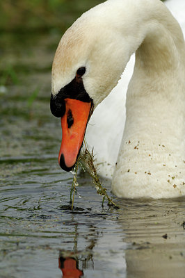 BUITEN BEELD Foto: 125107