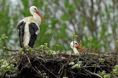 BUITEN BEELD Foto: 125139