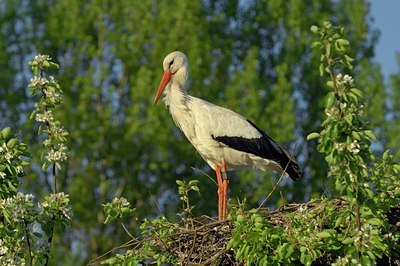 BUITEN BEELD Foto: 125142