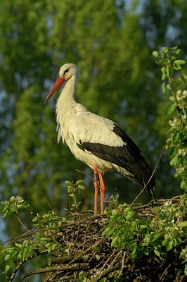 BUITEN BEELD Foto: 125143