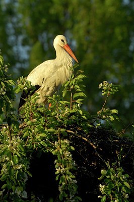 BUITEN BEELD Foto: 125145