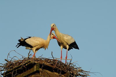 BUITEN BEELD Foto: 125146