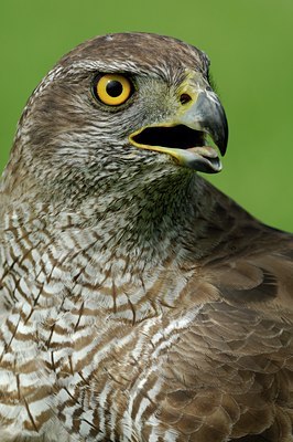 BUITEN BEELD Foto: 125233