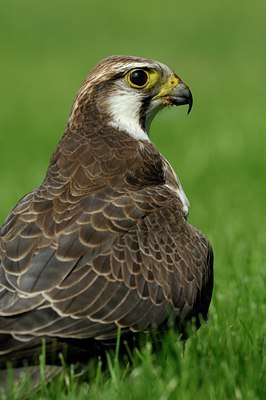 BUITEN BEELD Foto: 125291