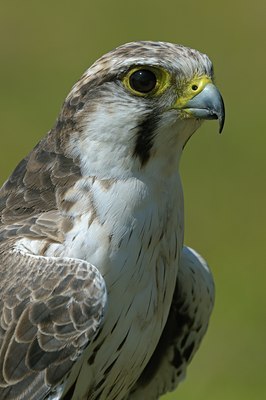 BUITEN BEELD Foto: 125310