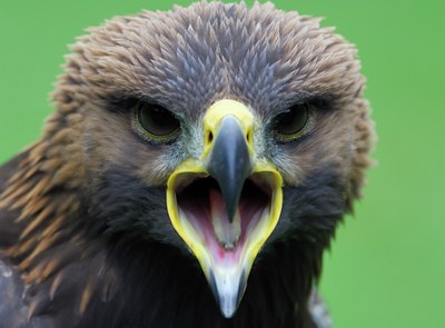 BUITEN BEELD Foto: 125336