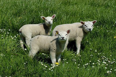 BUITEN BEELD Foto: 125564