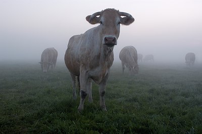 BUITEN BEELD Foto: 125574