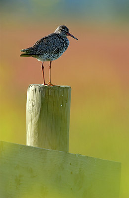 BUITEN BEELD Foto: 125652