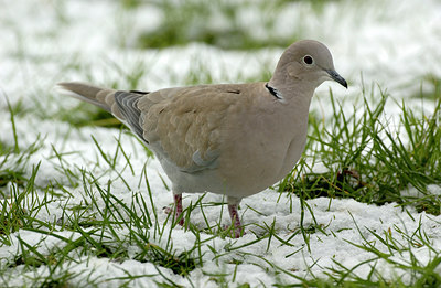 BUITEN BEELD Foto: 125656