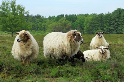 BUITEN BEELD Foto: 125714