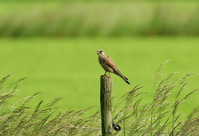 BUITEN BEELD Foto: 125742
