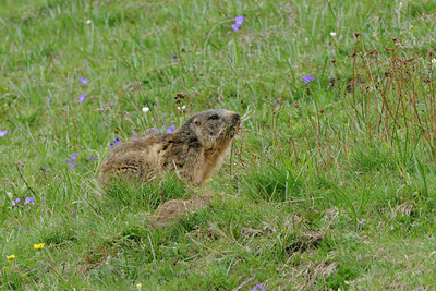BUITEN BEELD Foto: 125774