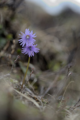BUITEN BEELD Foto: 125840
