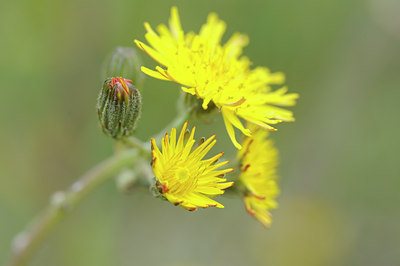 BUITEN BEELD Foto: 125852