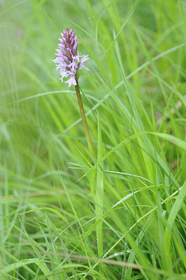 BUITEN BEELD Foto: 125877