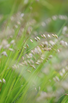 BUITEN BEELD Foto: 125886