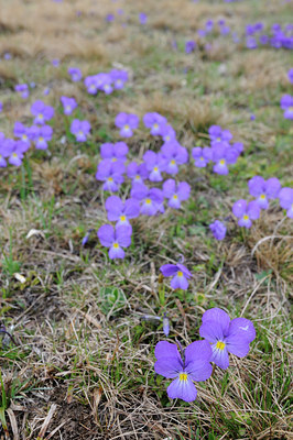 BUITEN BEELD Foto: 125887