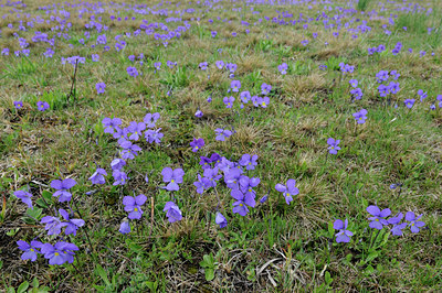 BUITEN BEELD Foto: 125926