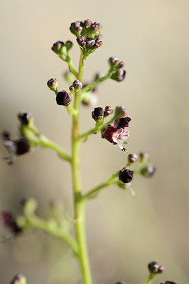 BUITEN BEELD Foto: 125940