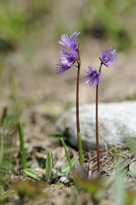 BUITEN BEELD Foto: 125968