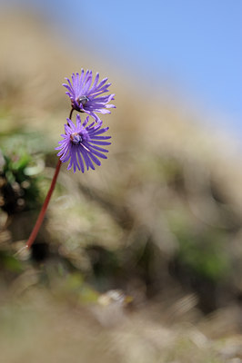 BUITEN BEELD Foto: 125977