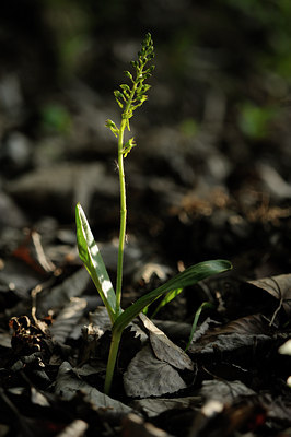 BUITEN BEELD Foto: 126011