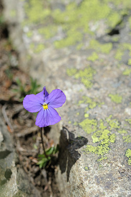 BUITEN BEELD Foto: 126032