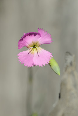 BUITEN BEELD Foto: 126046