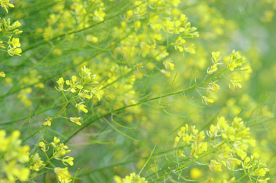BUITEN BEELD Foto: 126060