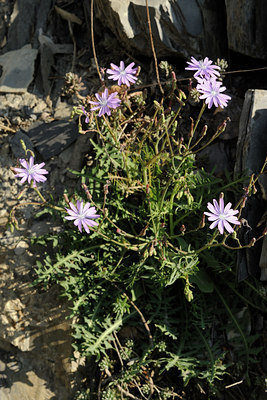 BUITEN BEELD Foto: 126135