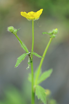 BUITEN BEELD Foto: 126140