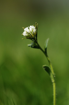 BUITEN BEELD Foto: 126170