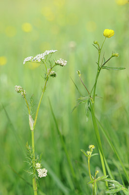 BUITEN BEELD Foto: 126182