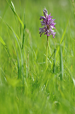 BUITEN BEELD Foto: 126183
