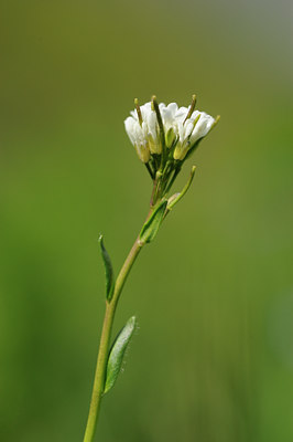 BUITEN BEELD Foto: 126194