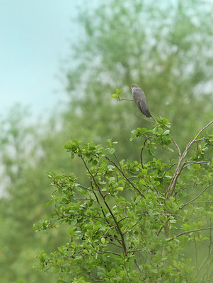 BUITEN BEELD Foto: 126199