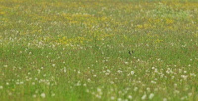 BUITEN BEELD Foto: 126202
