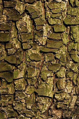 BUITEN BEELD Foto: 126276