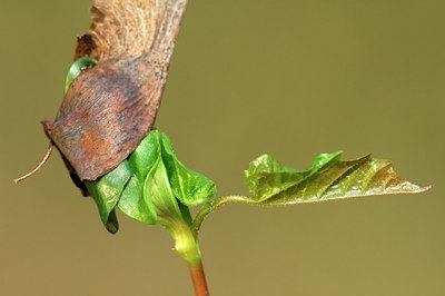 BUITEN BEELD Foto: 126285