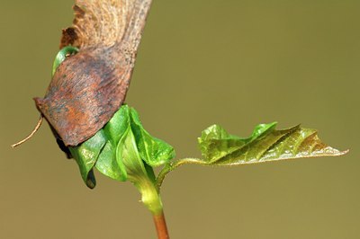 BUITEN BEELD Foto: 126285