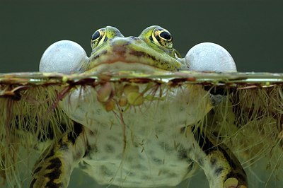 BUITEN BEELD Foto: 126349
