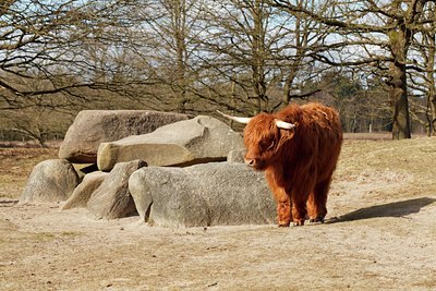 BUITEN BEELD Foto: 126366