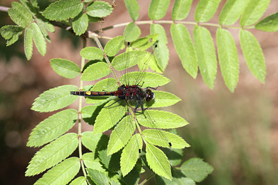 BUITEN BEELD Foto: 126379