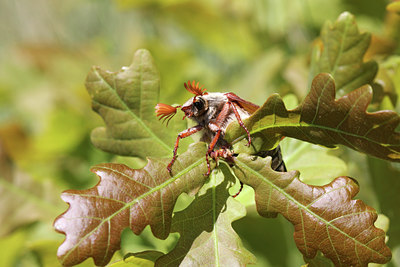 BUITEN BEELD Foto: 126382