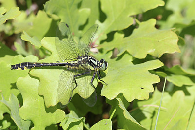 BUITEN BEELD Foto: 126384