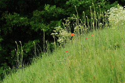 BUITEN BEELD Foto: 126429