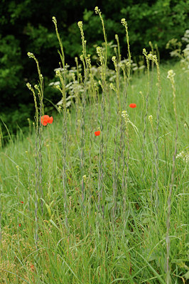 BUITEN BEELD Foto: 126430