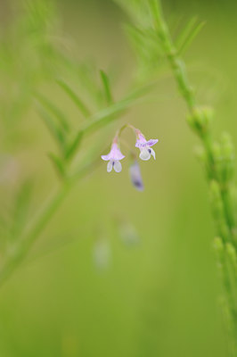 BUITEN BEELD Foto: 126434